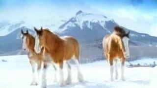 Boules_de_neige_chevaux