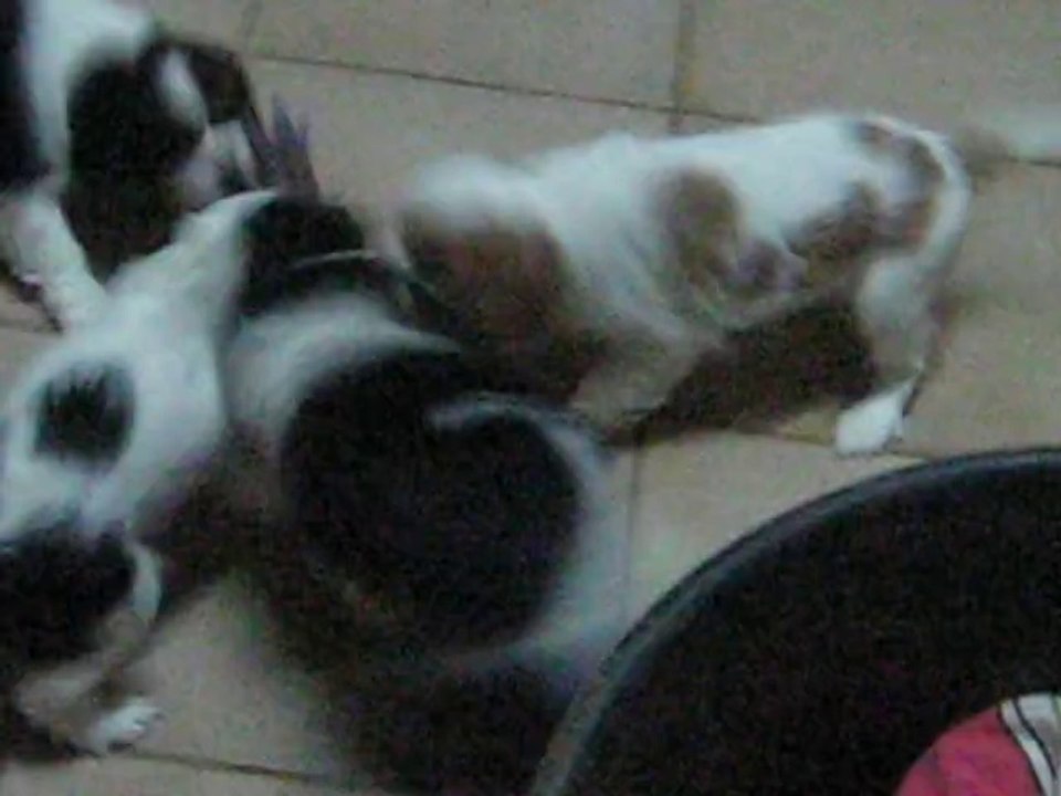 BB cavaliers king charles joue avec folie ! qui auras le dernier mot ? Regarder