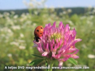 Gondolatok Neked • Thoughts for You  2. részlet