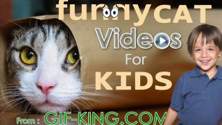 Funny Cat Videos for Kids