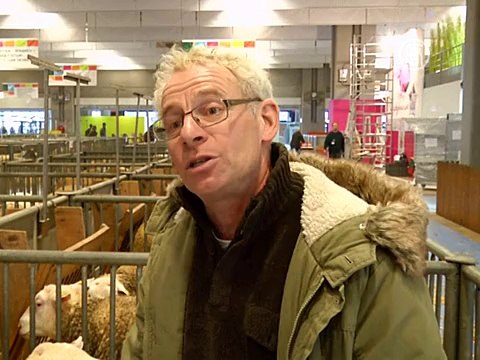 На агровыставку в Париж съехались коровы и овцы