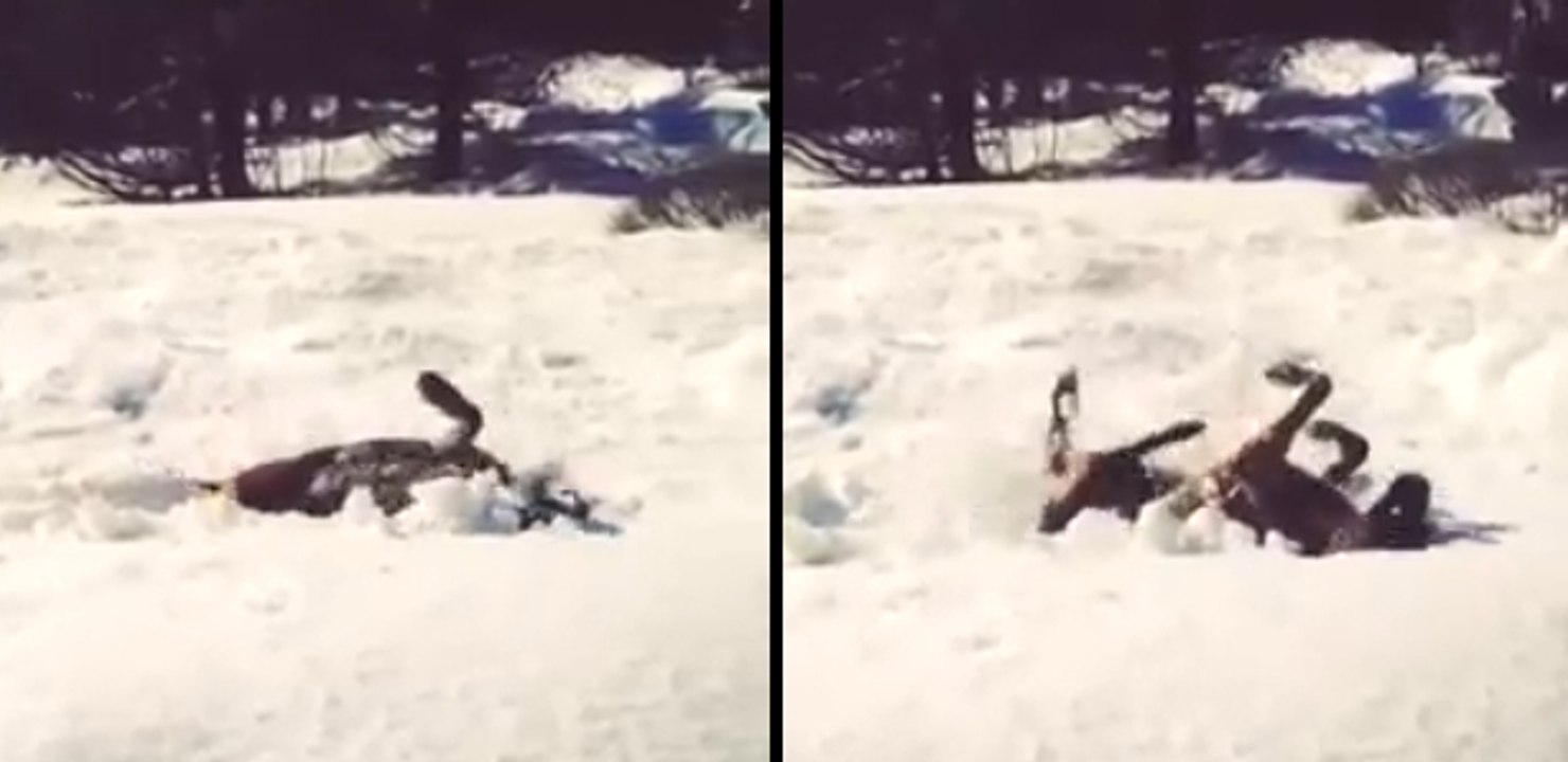 Dog Demonstrates How to Make a Snow 'Dog' Angel