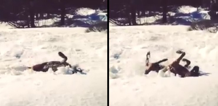 Dog Demonstrates How to Make a Snow 'Dog' Angel