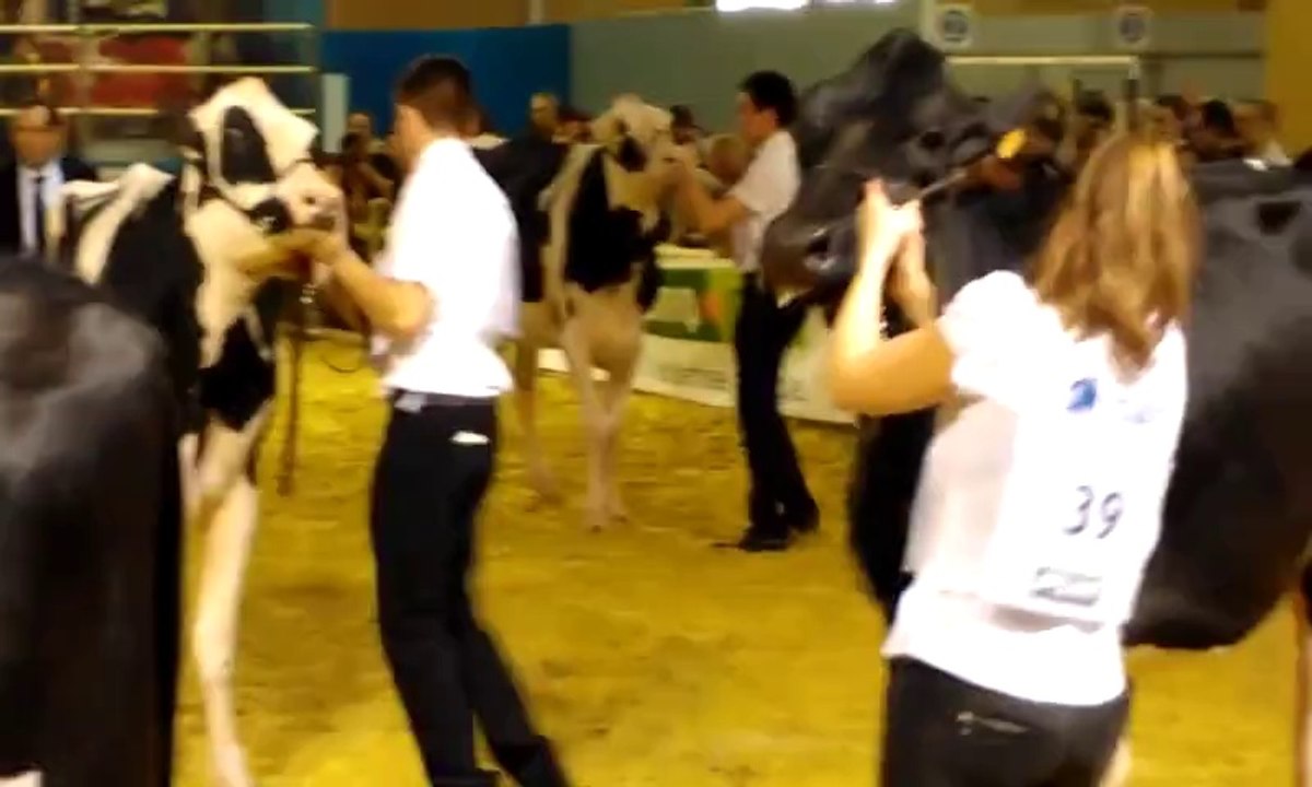 Salon de l'agriculture : le défilé des vaches meusiennes