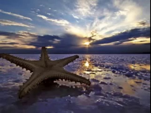 Farid Farjad - Golha (kapat gözlerini ve dinle)