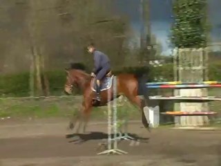 JUMENT 4ans