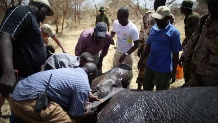 Elefantes ganham coleiras rastreadoras