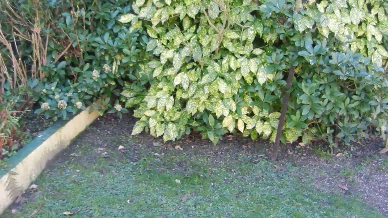 La chasse aux oiseaux