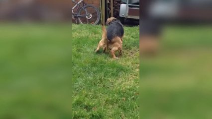 Download Video: Chien qui  tourne sur lui-même  pour faire caca