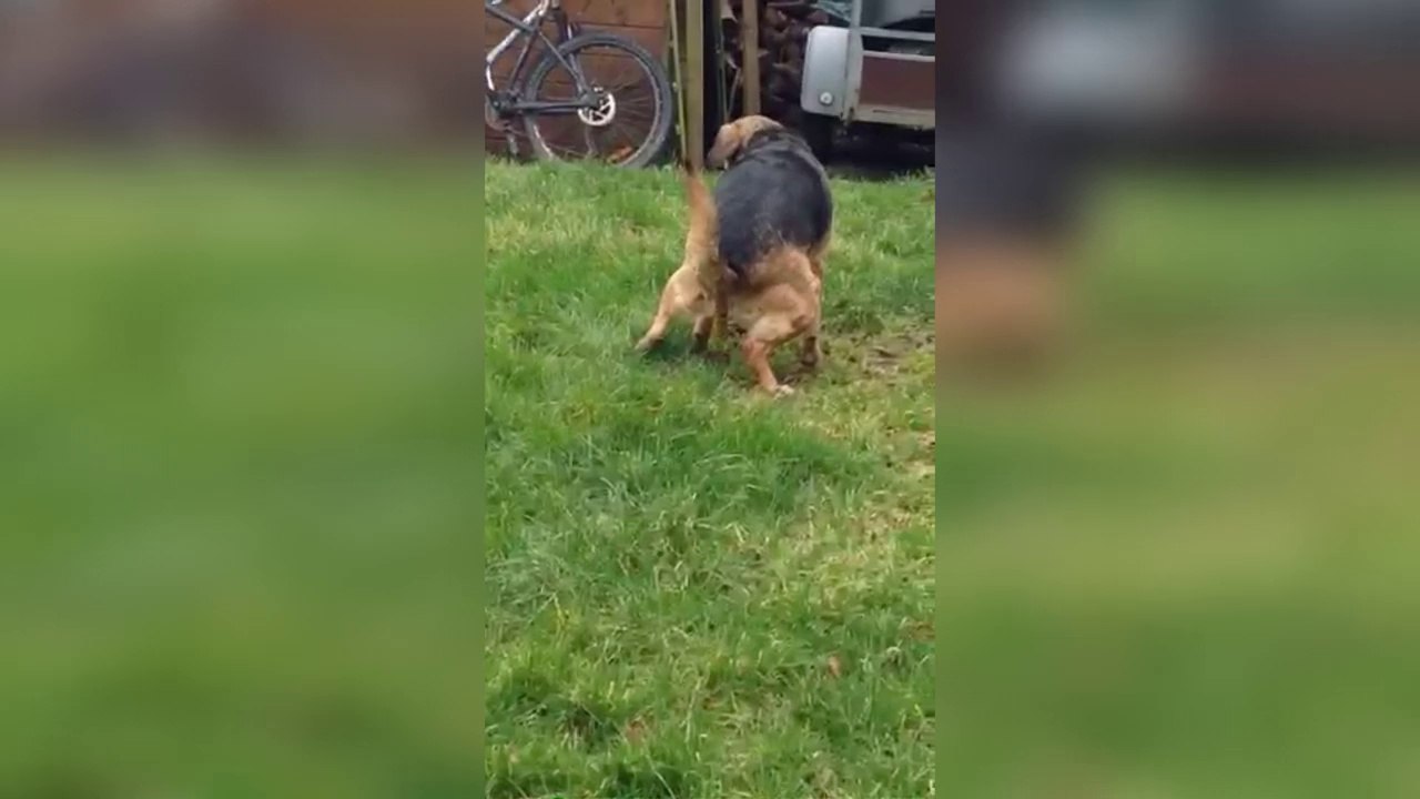 Chien qui  tourne sur lui-même  pour faire caca