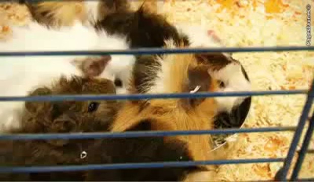 Oisellerie Ange à Nice - Animaleries - Alpes Maritimes