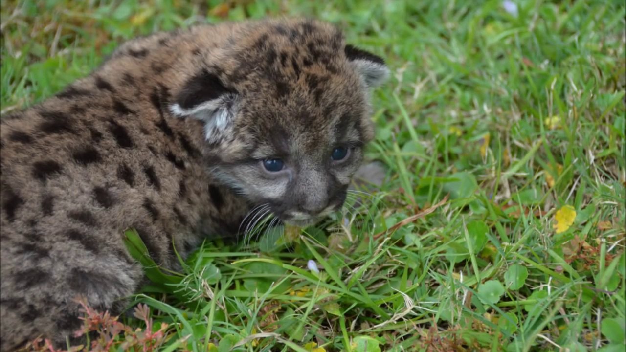 Un bébé panthère sauvé par un zoo. Trop mignon!
