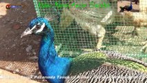 Antalya Tavuk Pazarında Tavuk ve Kümes Hayvanı Yetiştiricileri(2)