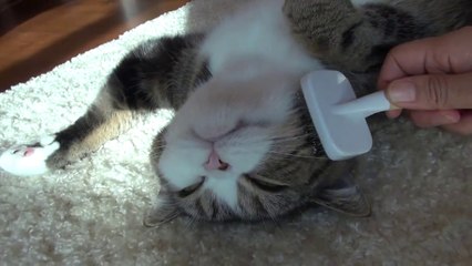 Cats love Brushing! So cute...