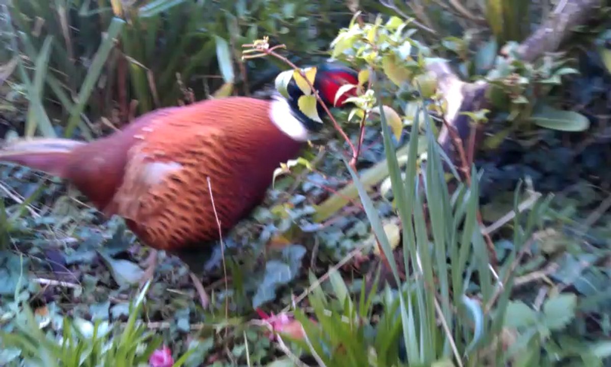 VIDEO0065