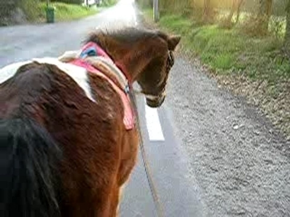 Likili rènes longues