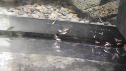 Alevins 24 février 2014