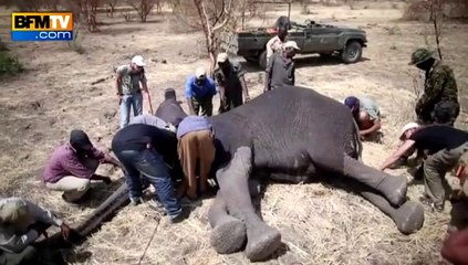 Deby le braconnier pose des colliers pour lutter contre le braconnage des éléphants au Tchad
