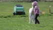 Brogi the Rescued Foal Strikes Up an Unlikely Friendship
