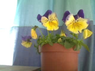 Miel (composition originale)