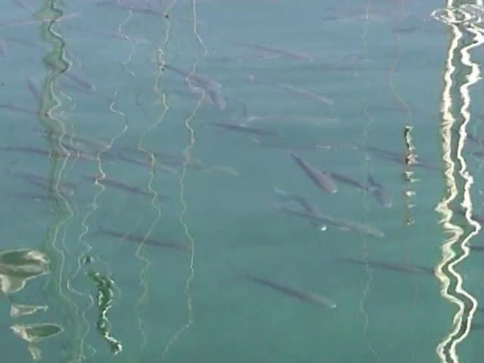 Les mulets aux mille reflets