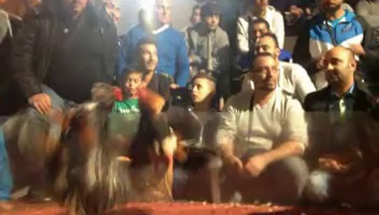 el gallo messi contra bordeau tabla