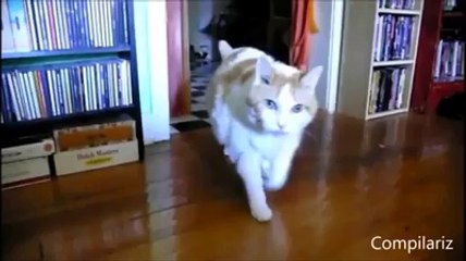 Animals Behaving Like Humans