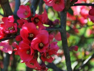 CLASSUN JOLI VILLAGE DES LANDES NATURE