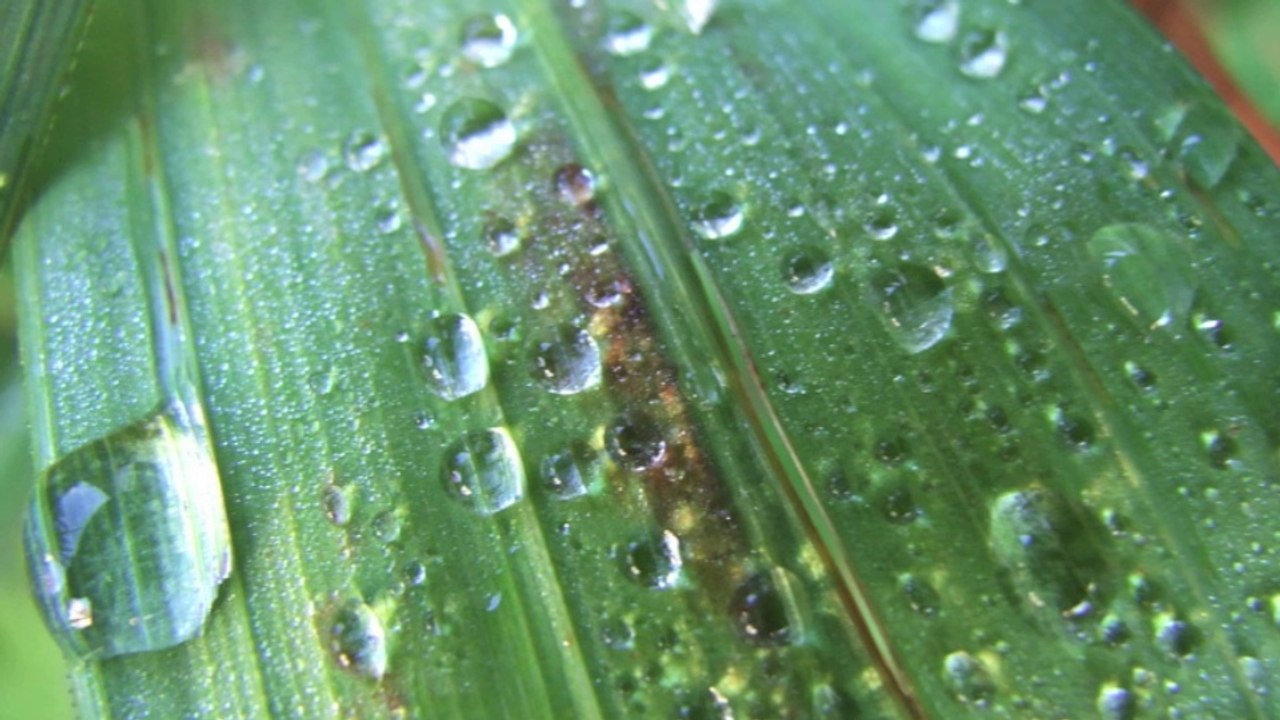 Degli elementi  - danilo pataro (tenor & composer) - classical crossover