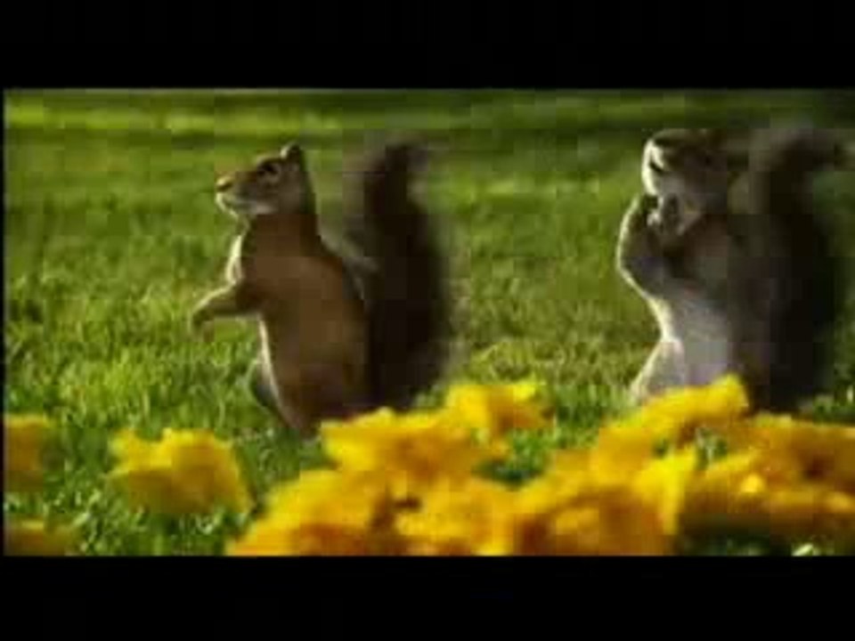 squirrel funny