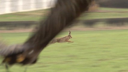Un lièvre esquive un aigle royal au bon moment