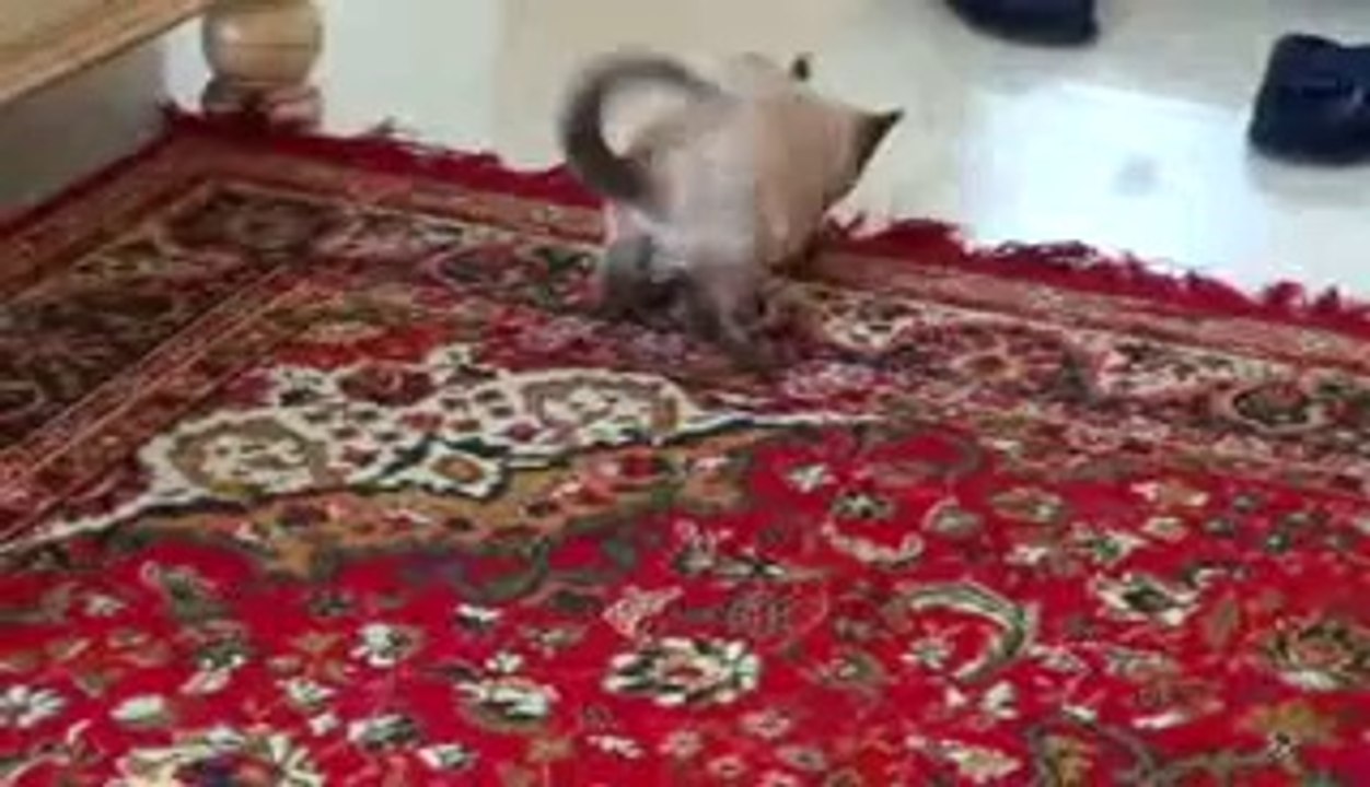 funny kitten