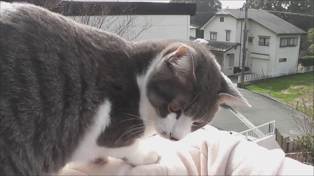 Miomio の日向ぼっこ,Sunbathing