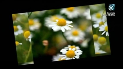 Fitoterapia: Plantas que curan (Concepcion Navarro)