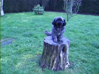 Babylone mange de l'herbe