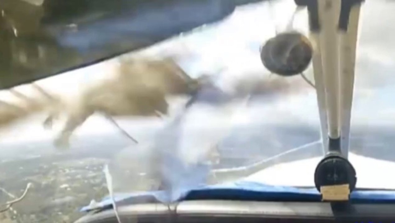 Un avion percute un oiseau : frayeur dans les airs