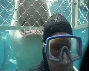 Viendo a los tiburones blancos