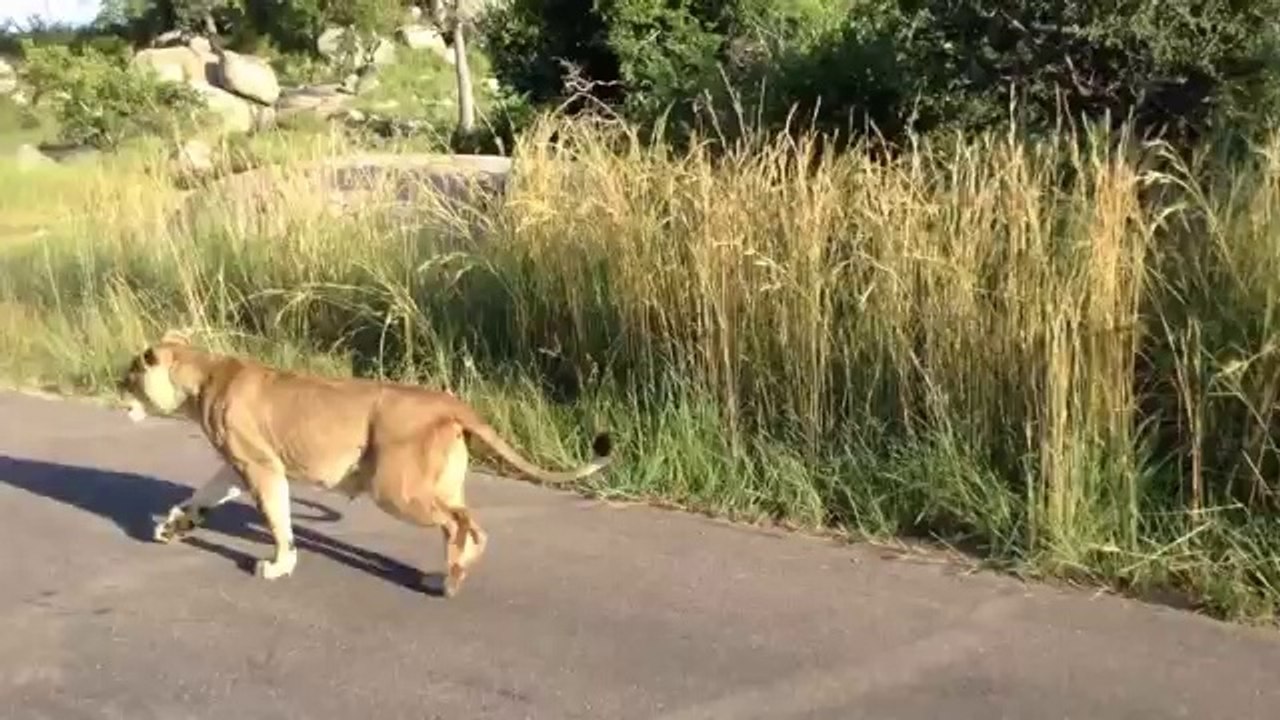Une lionne attaque un lion pour protéger son petit