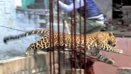 Leopard on loose in Indian city triggers panic