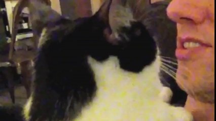 Oito sinais que podem indicar que o teu gato é na verdade um cão!