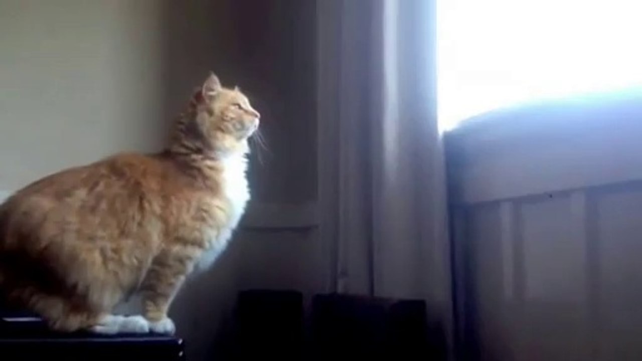 Saut Fail d'un gros chat roux