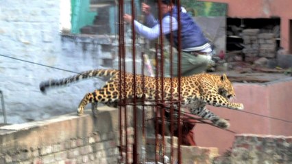 Leopardo se pasea por ciudad india