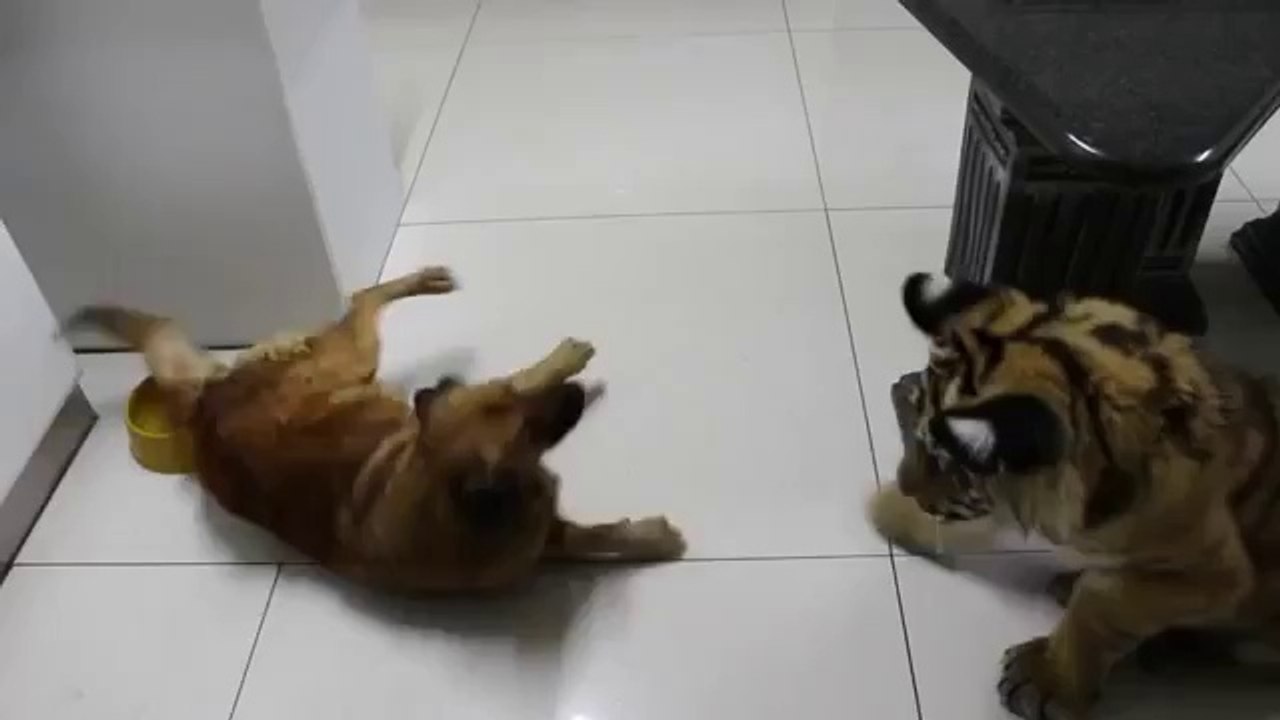 Hund verteidigt seinen Napf gegen einen Tiger