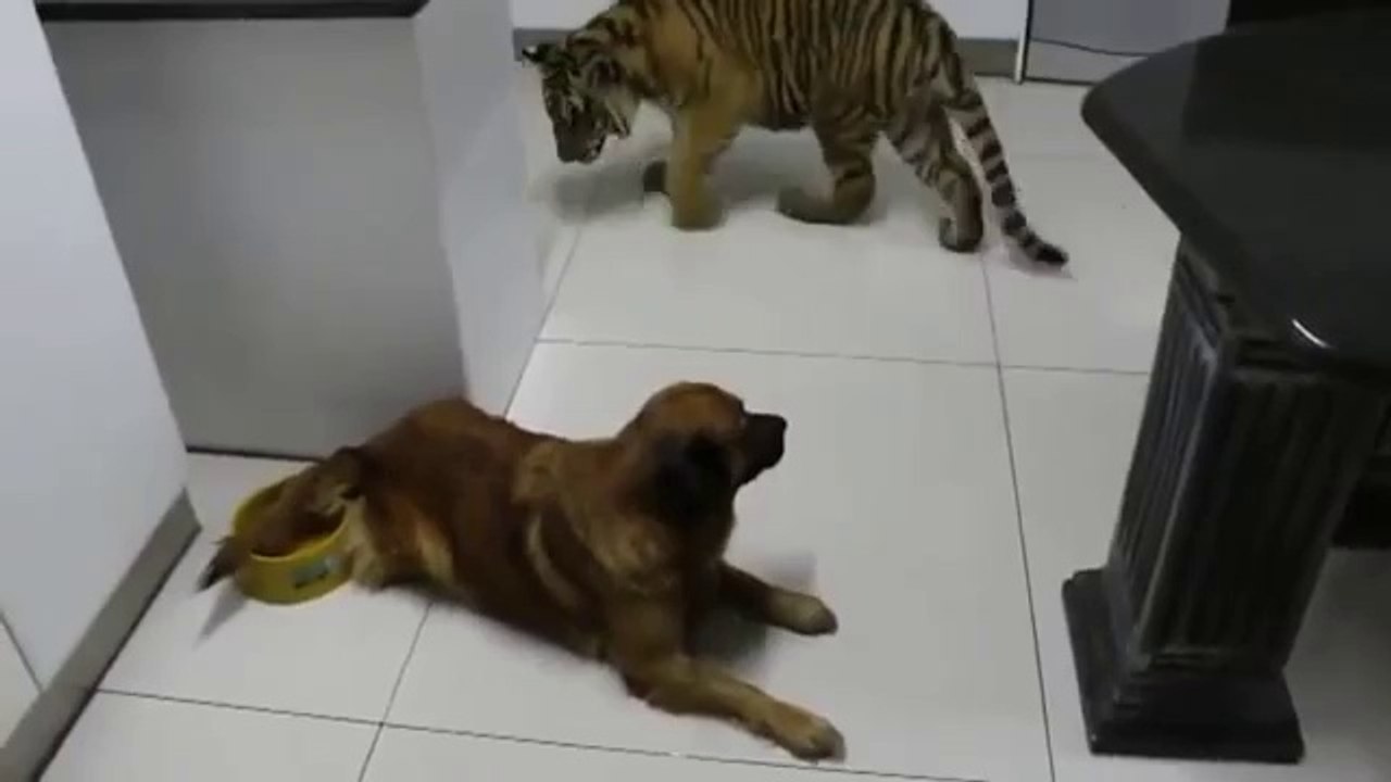 Hund verteidigt seinen Wassernapf