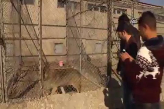 Evinde kurt besledi, bin 756 lira ceza aldı