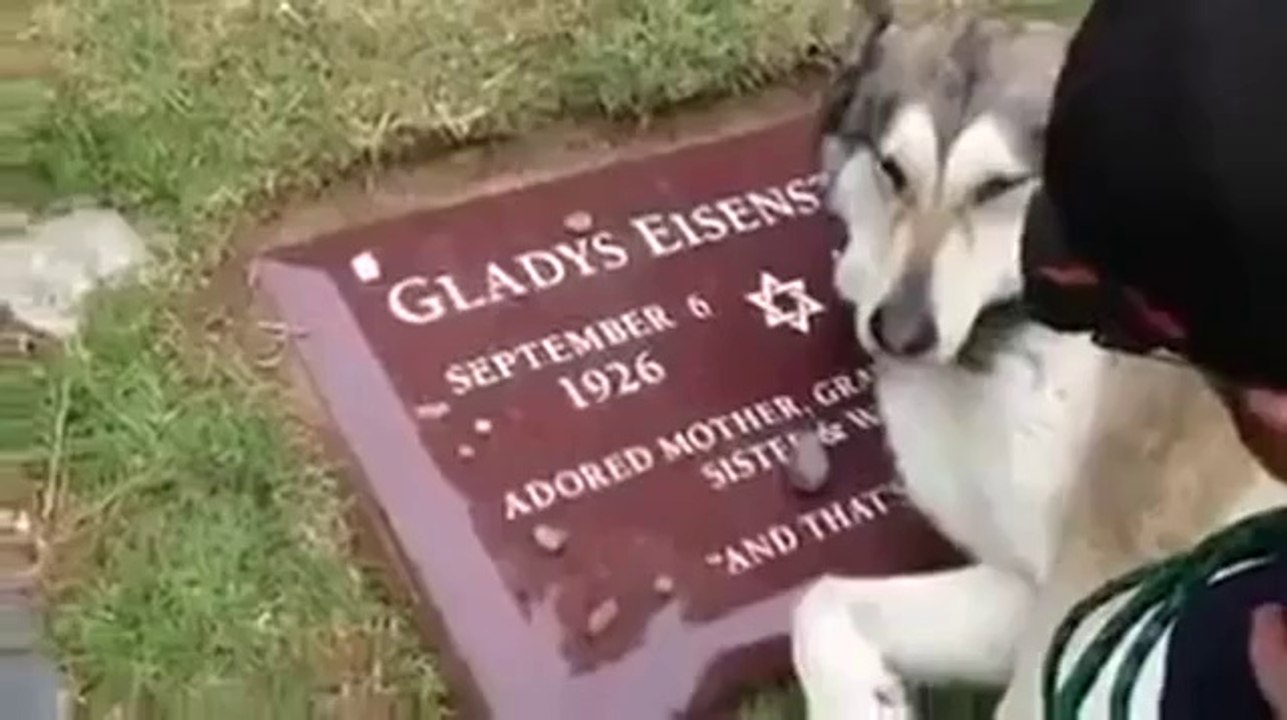 Hund weint am Grab seiner Besitzerin