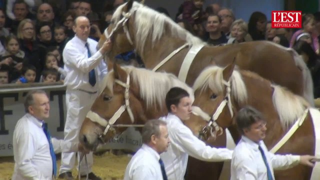 Le show des chevaux comtois au salon de l'agriculture 2014
