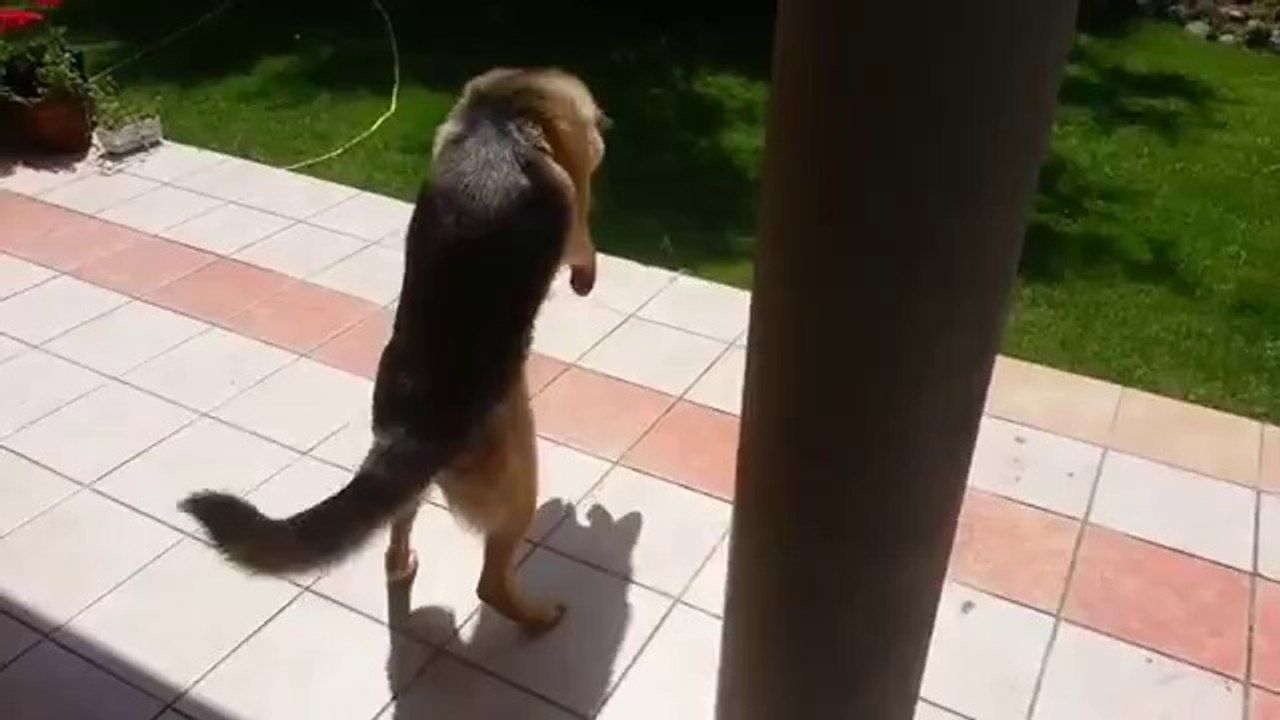 Hund spielt mit seinem Schatten