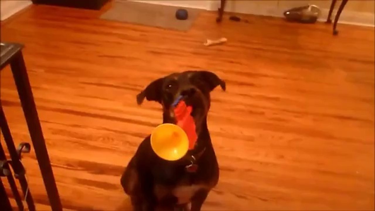 Hund spielt Trompete