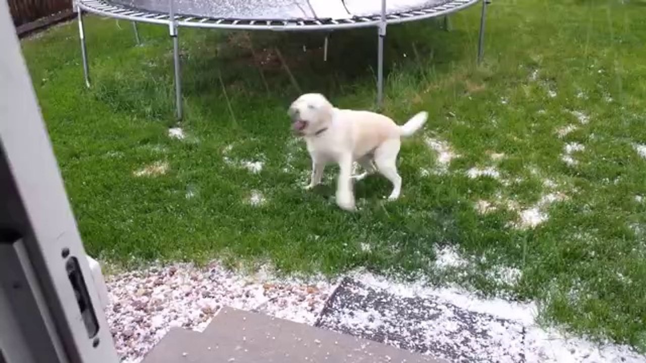 Hund spielt während eines Hagels draußen